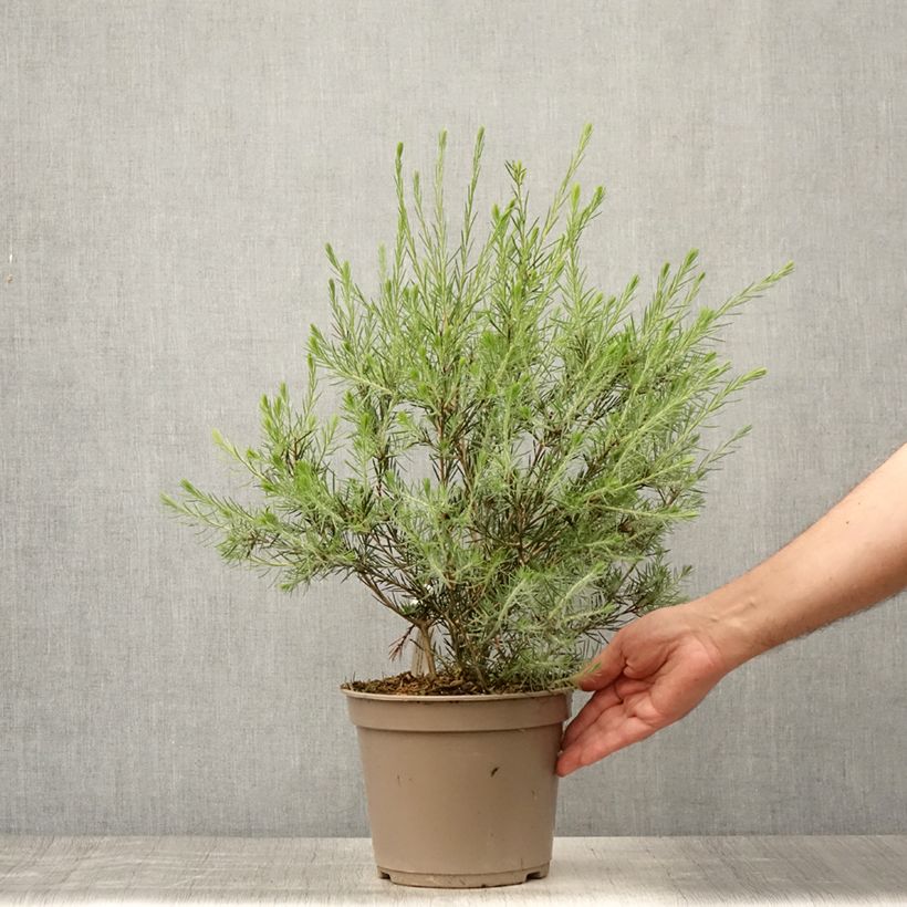 Amostra de Callistemon pityoides Widdicomb Gem Vaso de 4 L/5 L tal como entregue no verão