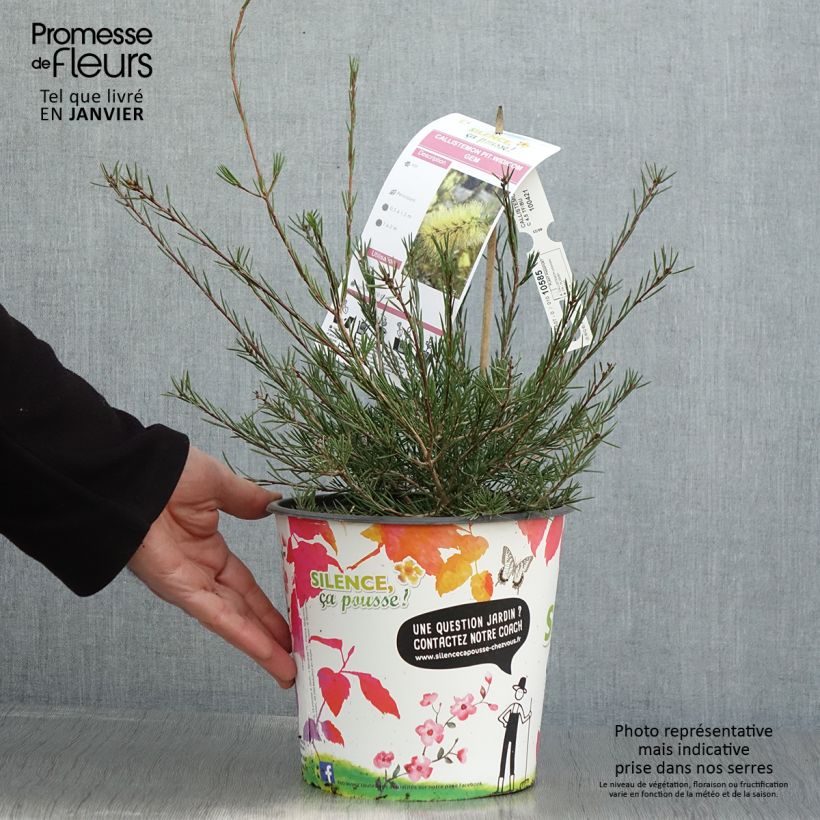 Amostra de Callistemon pityoides Widdicomb Gem Vaso de 4 L/5 L tal como entregue no inverno