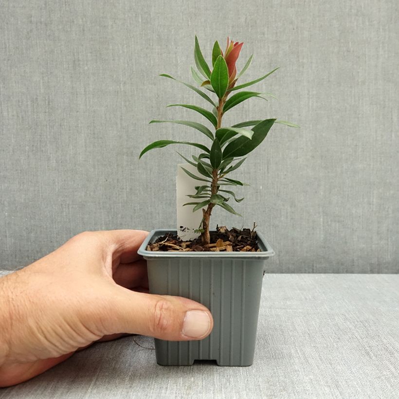 Amostra de Callistemon citrinus Red Rocket Vaso de 8/9 cm tal como entregue no verão