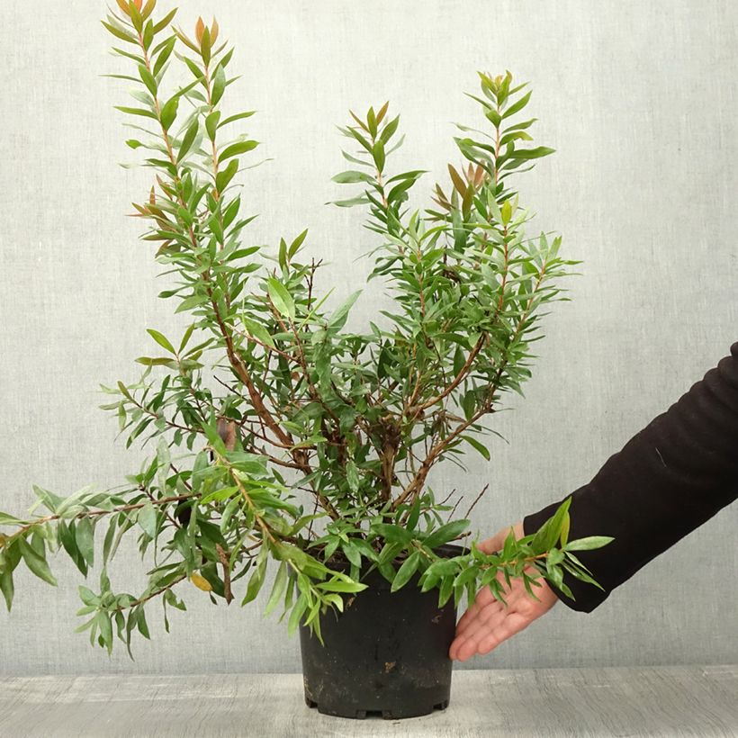 Amostra de Callistemon citrinus Red Rocket Vaso de 3 L/4 L tal como entregue no outono