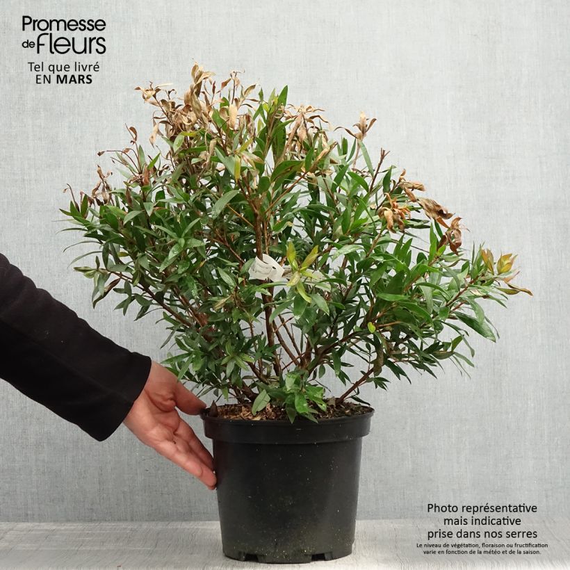 Amostra de Callistemon citrinus Red Rocket Vaso de 3 L/4 L tal como entregue na primavera