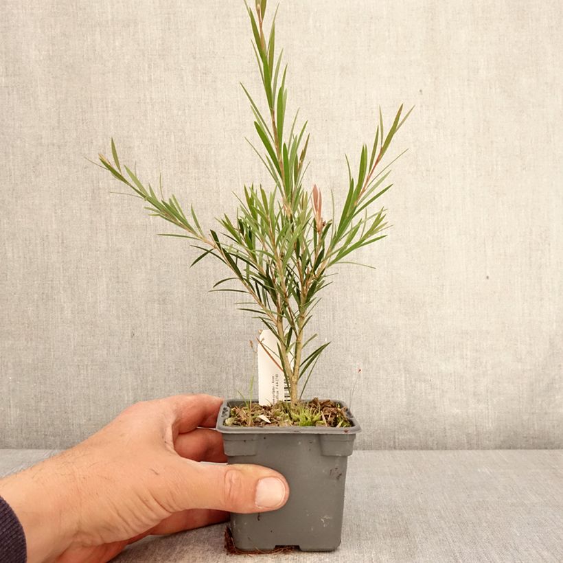 Amostra de Callistemon rigidus Vaso de 8/9 cm tal como entregue na primavera