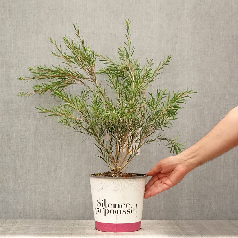 Amostra de Callistemon rigidus Vaso de 4 L/5 L tal como entregue no verão