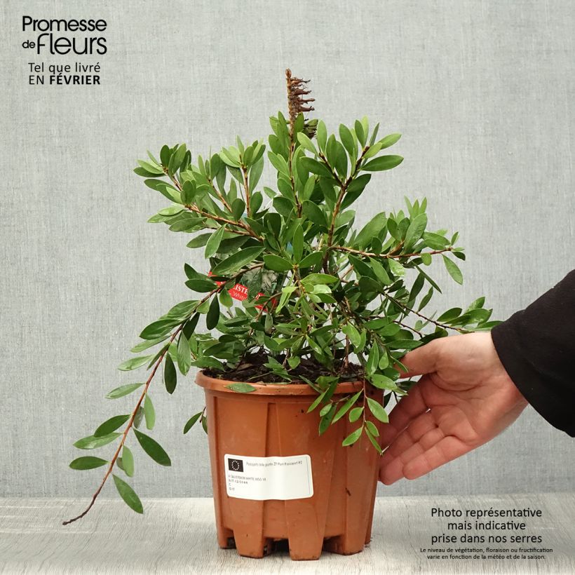 Amostra de Callistemon salignus White Vaso de 2 L/3 L tal como entregue no inverno