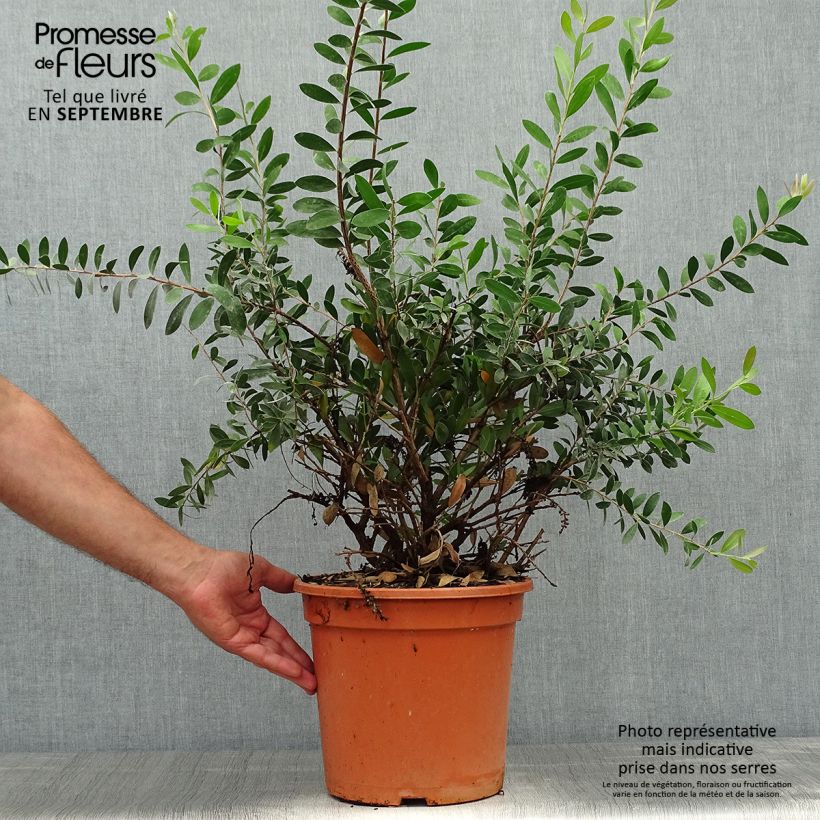 Amostra de Callistemon viminalis Bright Pink Vaso de 7,5 L/10 L tal como entregue no outono