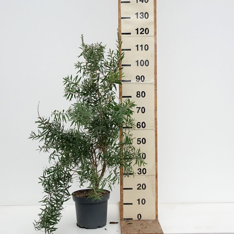 Amostra de Callistemon viminalis Hannah Ray Vaso de 7,5 L/10 L tal como entregue no inverno