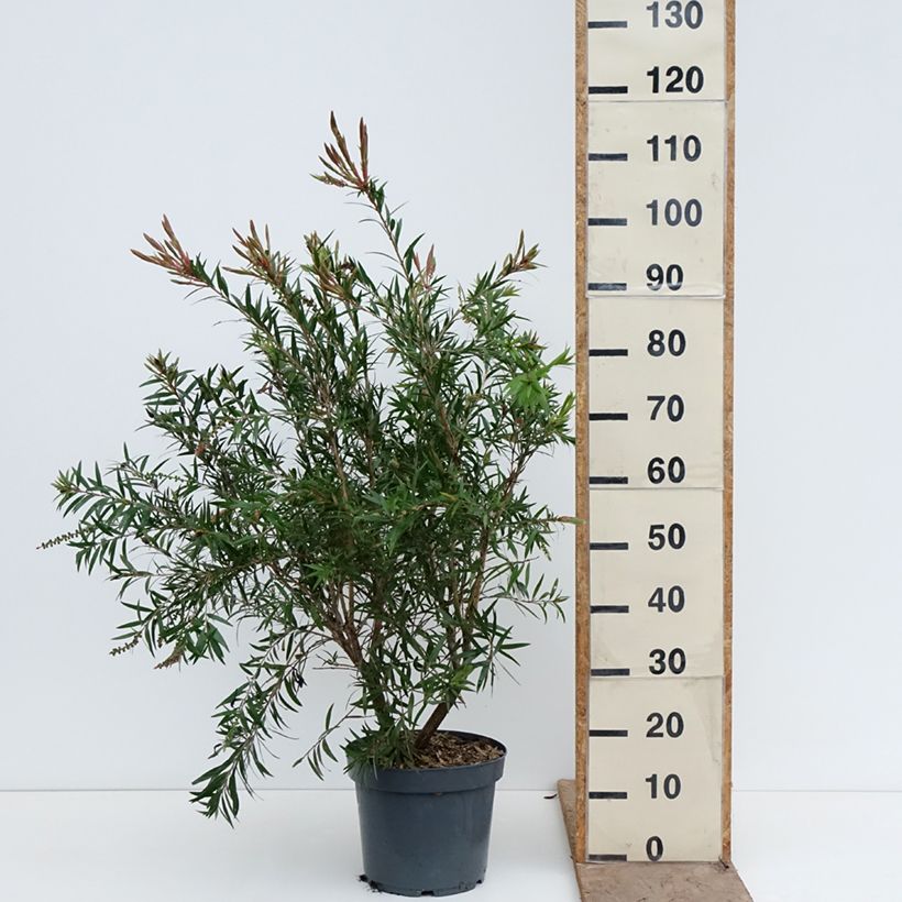 Amostra de Callistemon viminalis Hannah Ray Vaso de 7,5 L/10 L tal como entregue na primavera