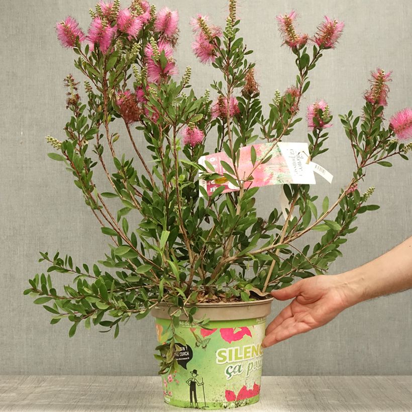 Amostra de Melaleuca viminalis Hot Pink Vaso de 6 L/7 L tal como entregue no verão