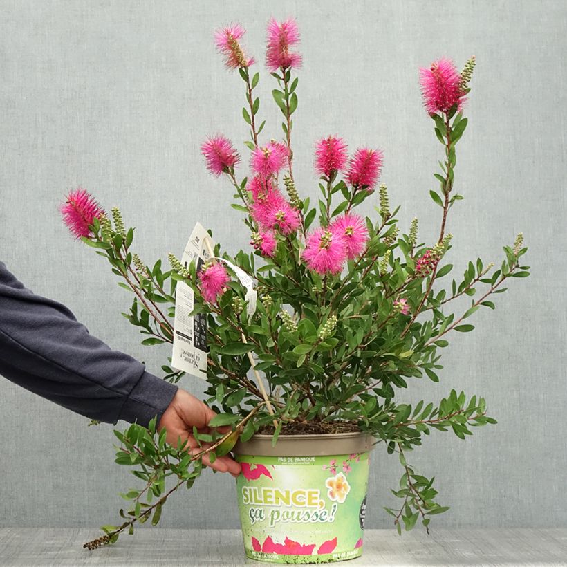 Amostra de Melaleuca viminalis Hot Pink Vaso de 6 L/7 L tal como entregue na primavera