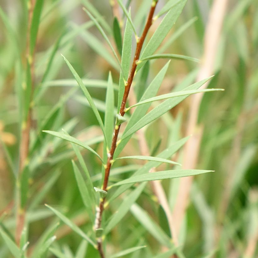 Callistemon Woodlander's Hardy (Folhagem)