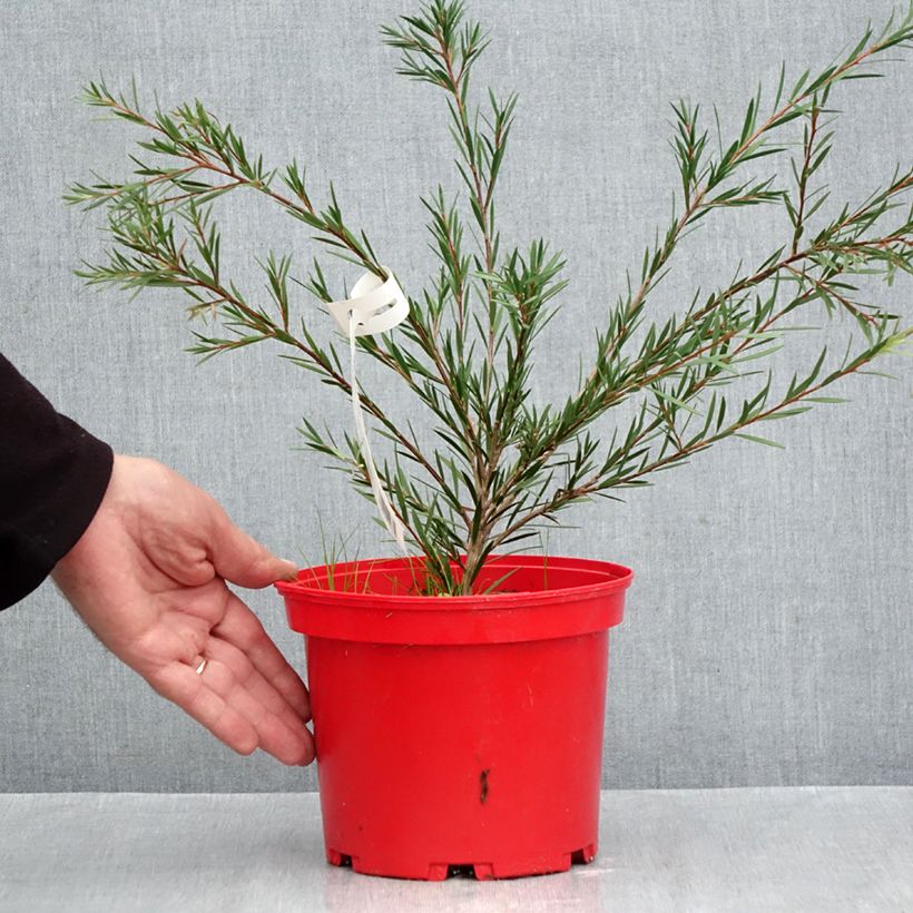 Amostra de Callistemon Woodlander's Hardy Vaso de 3 L/4 L tal como entregue no outono