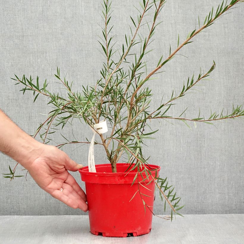 Amostra de Callistemon Woodlander's Hardy Vaso de 3 L/4 L tal como entregue no verão