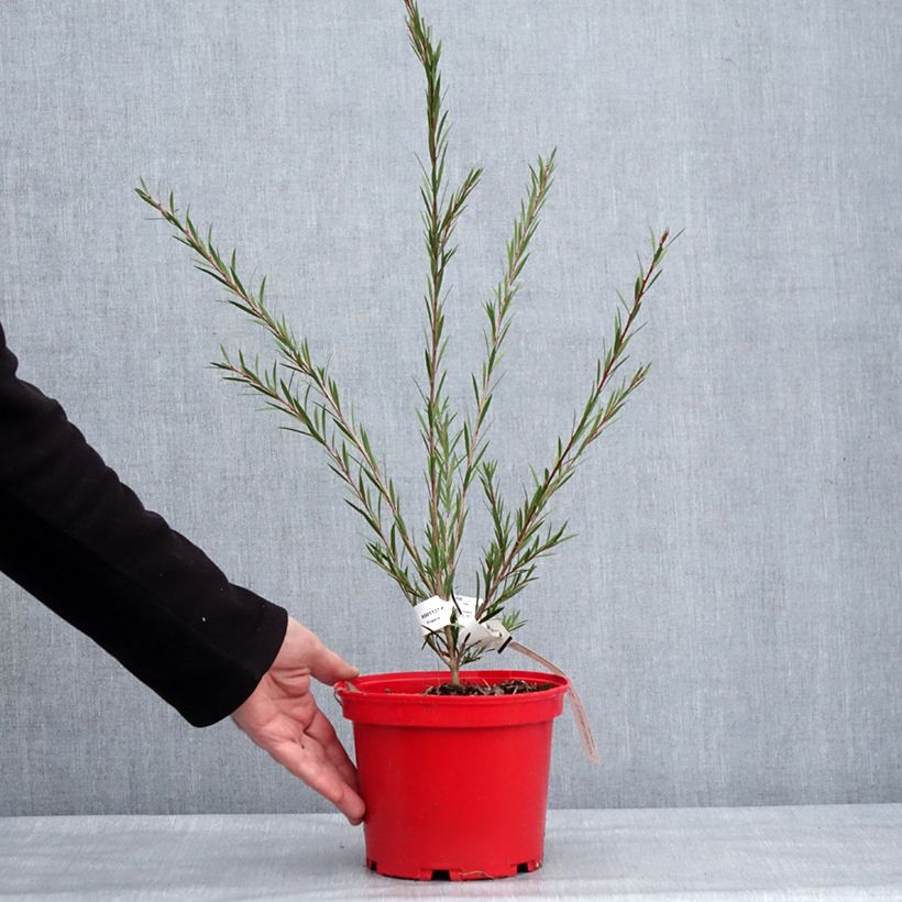 Amostra de Callistemon Woodlander's Hardy - Rince-bouteille Vaso de 3 L/4 L tal como entregue no inverno