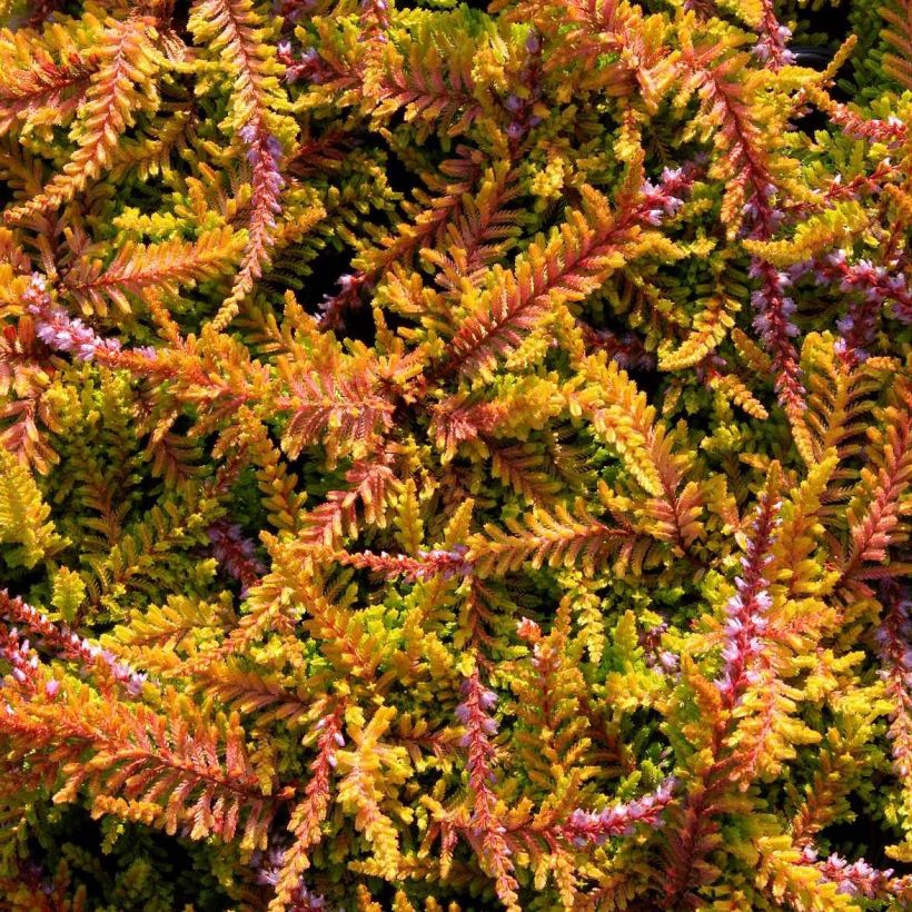 Calluna vulgaris Wickwar Flame (Floração)