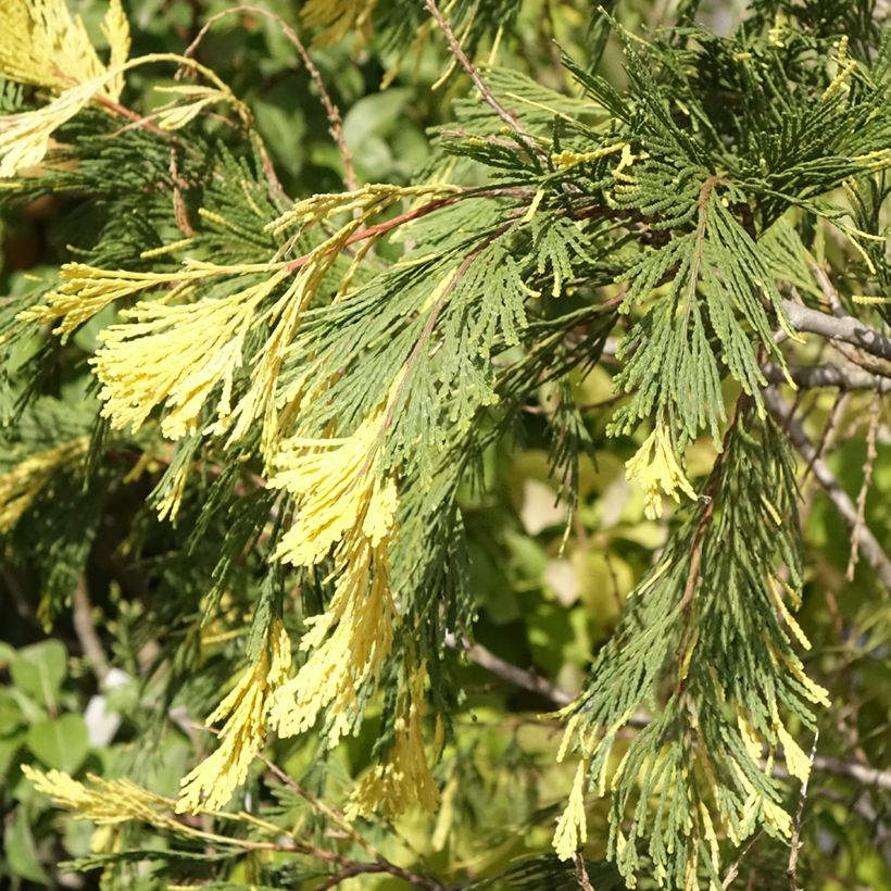 Calocedrus decurrens Aureovariegata (Folhagem)