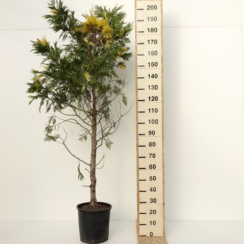 Amostra de Calocedrus decurrens Aureovariegata - Cèdre blanc de Californie Vaso de 18 L/20 L tal como entregue no inverno