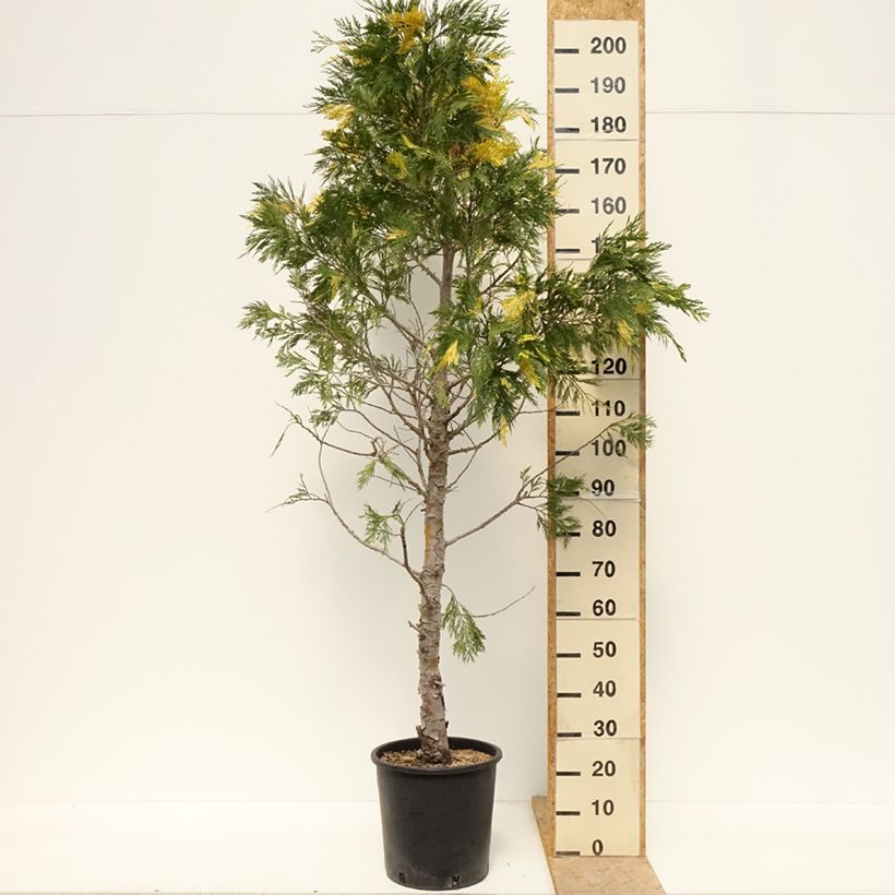 Amostra de Calocedrus decurrens Aureovariegata Vaso de 18 L/20 L tal como entregue na primavera
