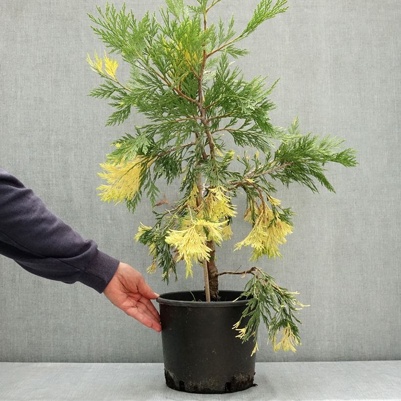 Amostra de Calocedrus decurrens Aureovariegata Vaso de 7,5 L/10 L tal como entregue no verão
