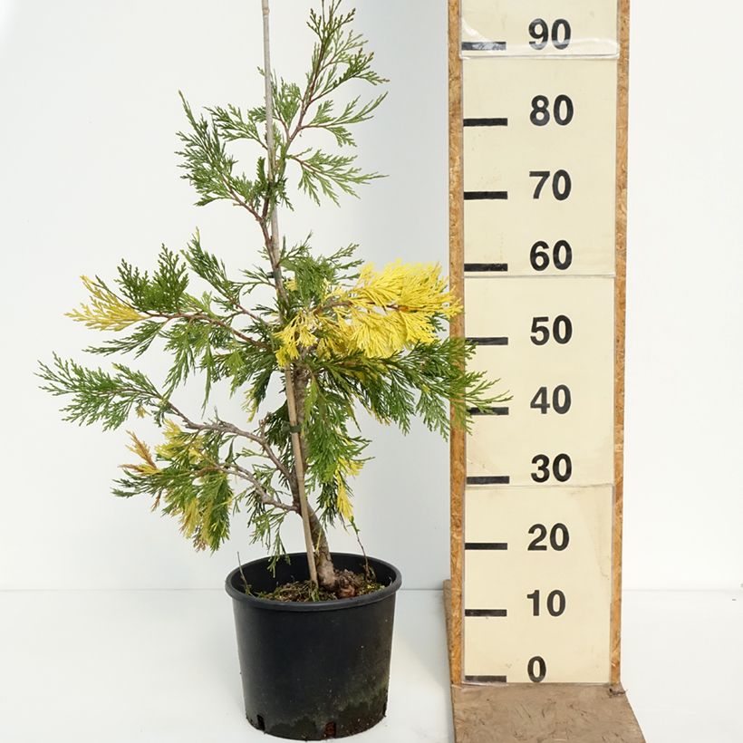 Amostra de Calocedrus decurrens Aureovariegata Vaso de 7,5 L/10 L tal como entregue na primavera
