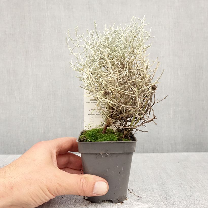 Amostra de Leucophyta brownii Vaso de 8/9 cm tal como entregue no outono