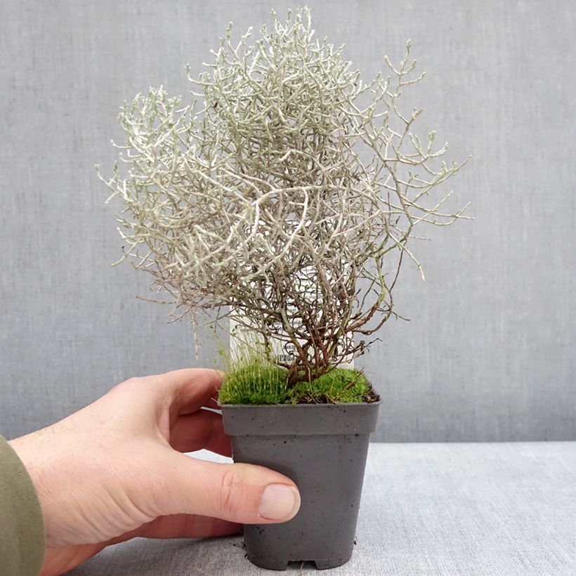 Amostra de Calocephalus brownii ou Leucophyta brownii  - Calocéphale de Brown Vaso de 8/9 cm tal como entregue no inverno