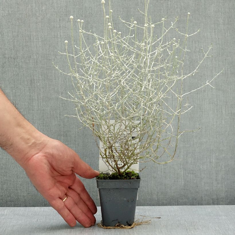 Amostra de Leucophyta brownii Vaso de 8/9 cm tal como entregue na primavera