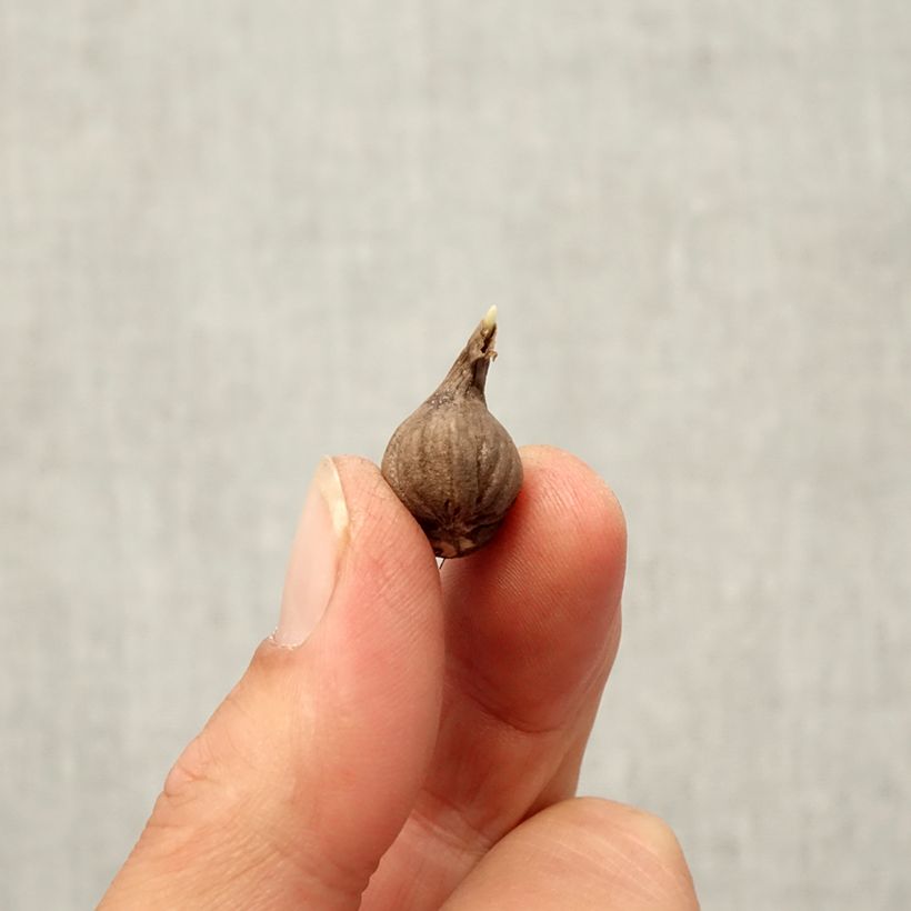 Amostra de Calochortus Cupido - Tulipe des Mormons Bulbo size 4+ tal como entregue no outono