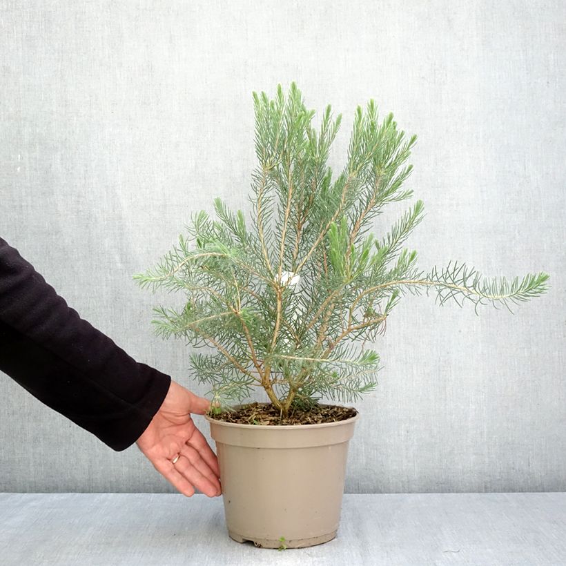 Amostra de Calothamnus quadrifidus Grey Form Vaso de 4 L/5 L tal como entregue no outono