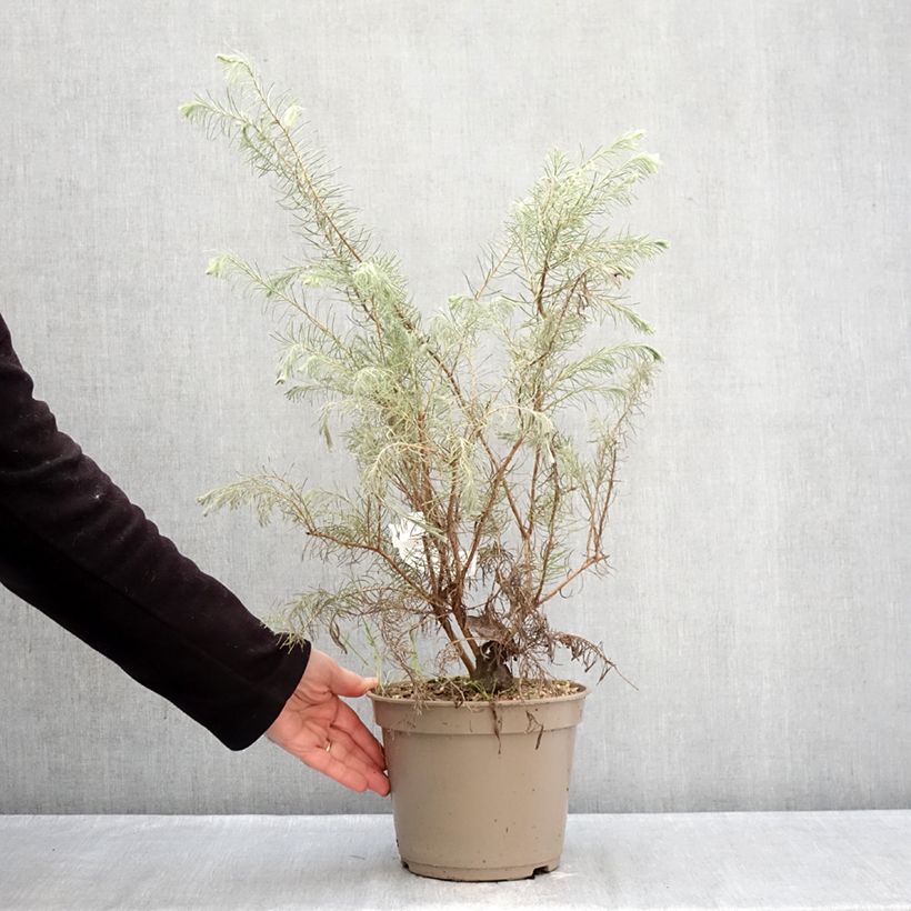 Amostra de Calothamnus quadrifidus Grey Form Vaso de 4 L/5 L tal como entregue no inverno