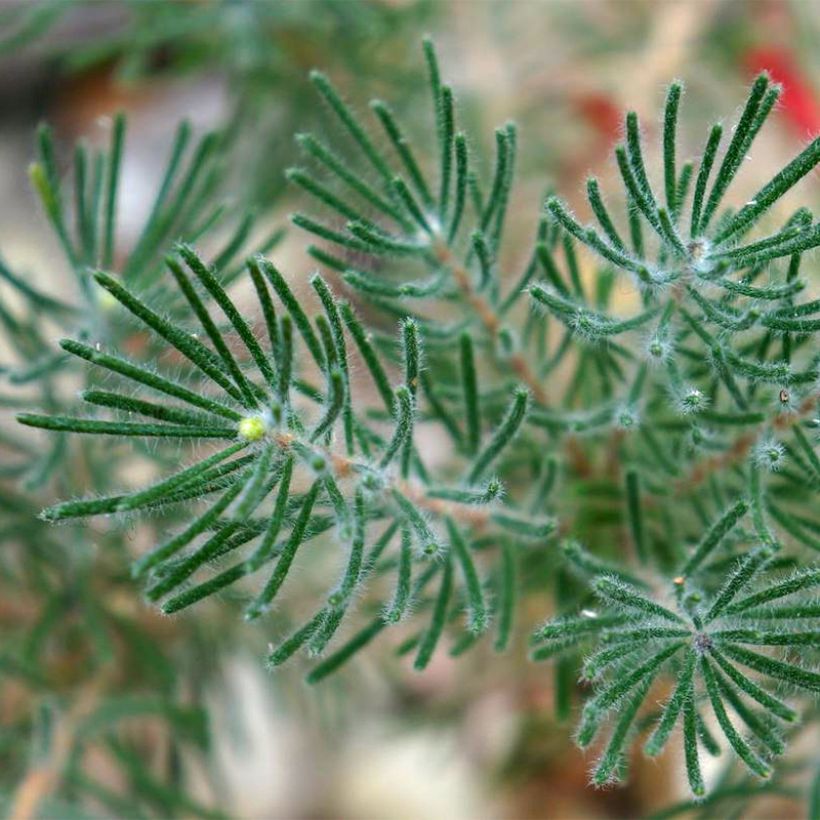 Calothamnus quadrifidus Grey Form (Folhagem)