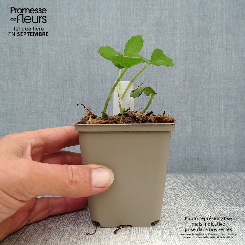 Amostra de Caltha palustris Plena Vaso de 8/9 cm tal como entregue no outono