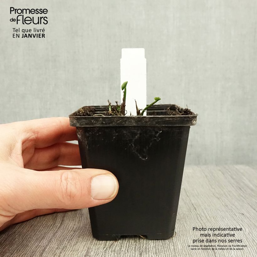 Amostra de Caltha palustris Plena - Populage double  Vaso de 8/9 cm tal como entregue no inverno