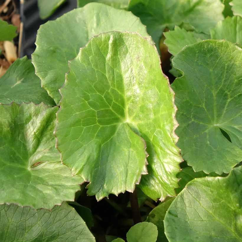 Caltha palustris Plena (Folhagem)