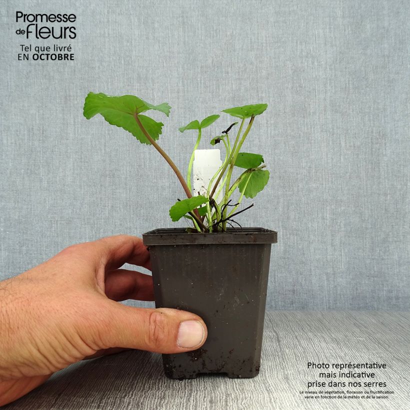 Amostra de Caltha palustris Polypetala Vaso de 8/9 cm tal como entregue no outono