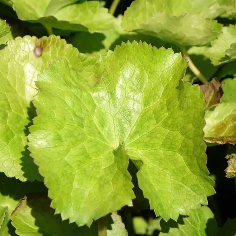 Caltha palustris var. alba (Folhagem)