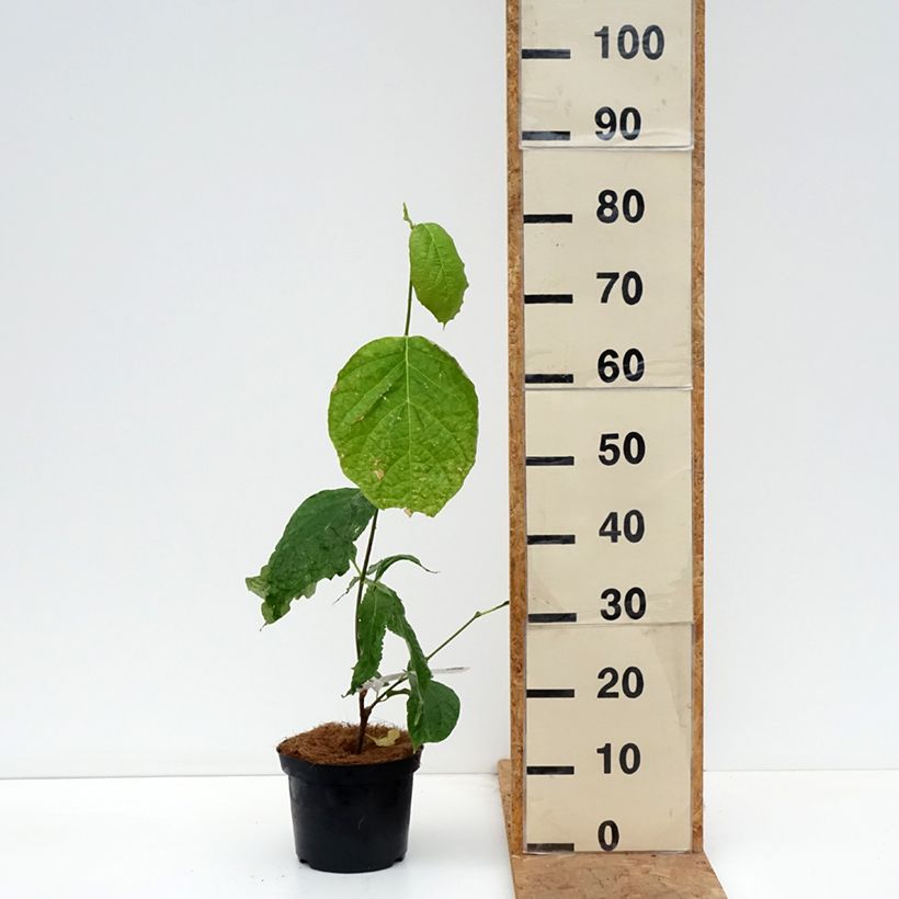 Amostra de Calycanthus chinensis Vaso de 3 L/4 L tal como entregue no outono