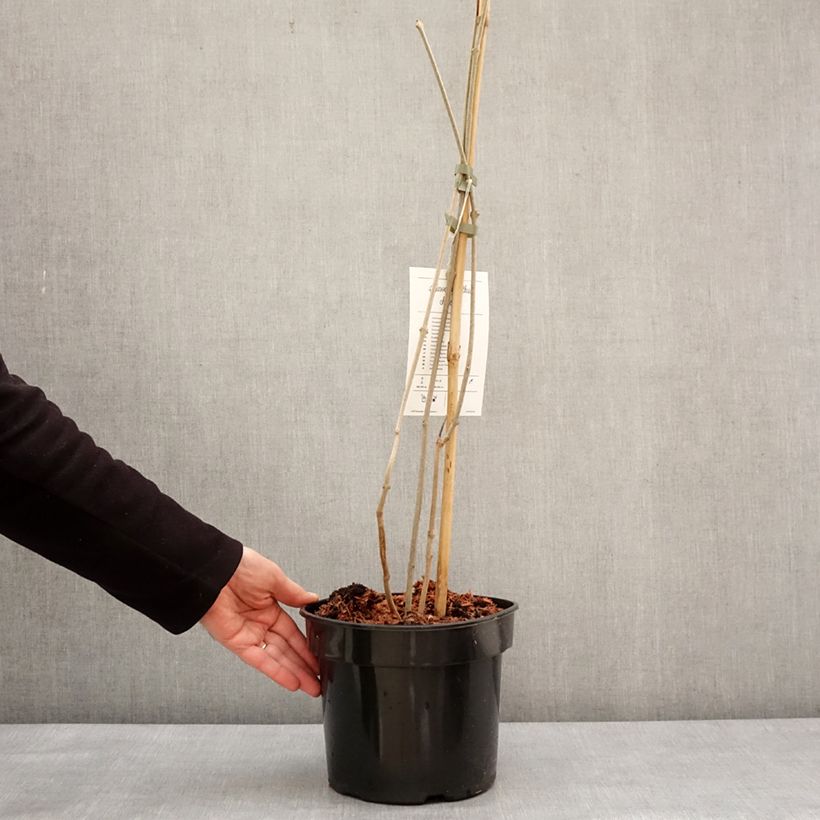 Amostra de Calycanthus chinensis - Arbre aux anémones Pot de 3L/4L tal como entregue no inverno