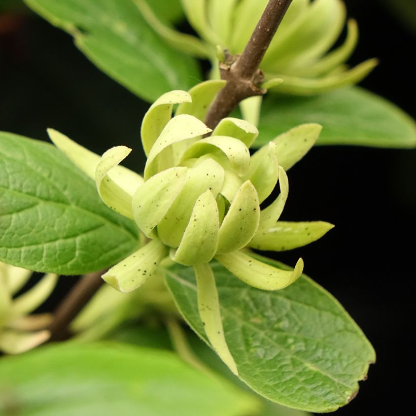 Calycanthus floridus Athens (Floração)