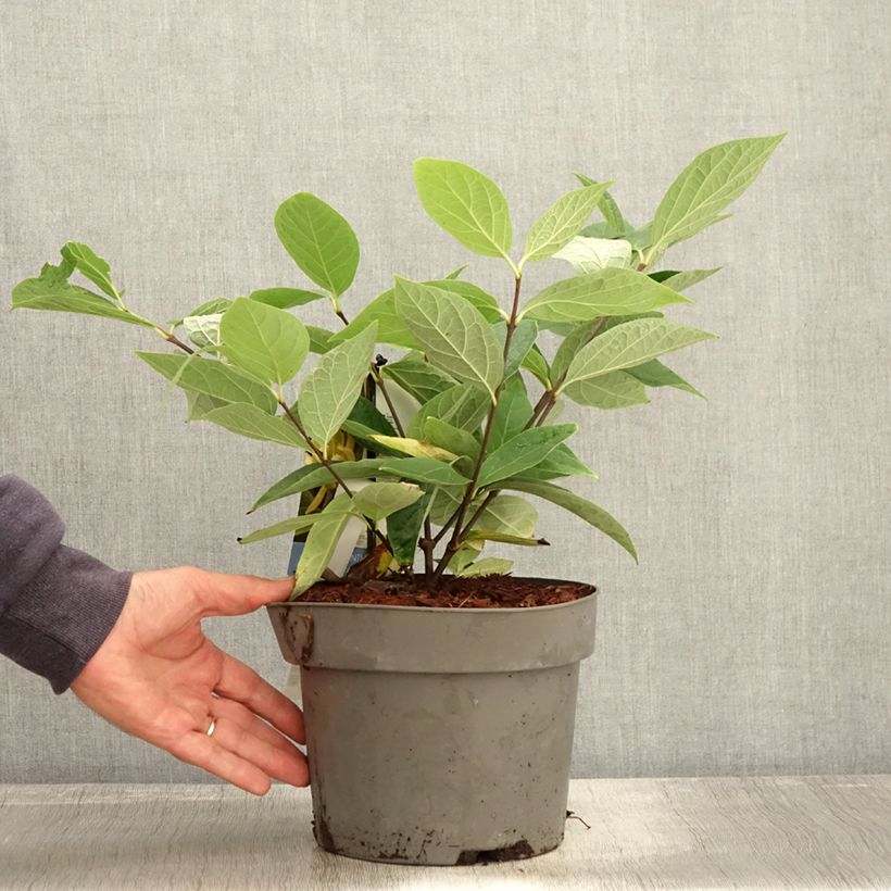 Amostra de Calycanthus floridus Athens Vaso de 3 L/4 L tal como entregue no outono