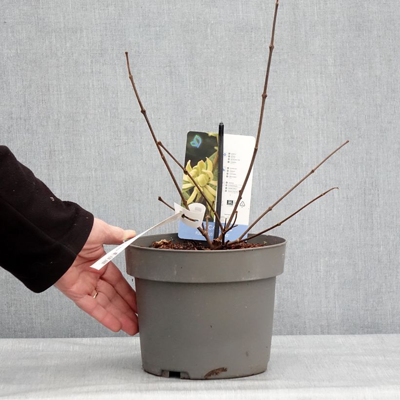 Amostra de Calycanthus floridus Athens - Arbre aux anémones Pot de 3L/4L tal como entregue no inverno