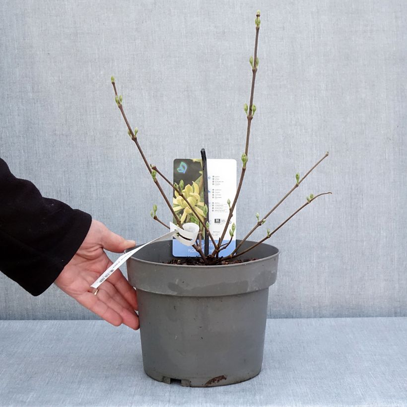 Amostra de Calycanthus floridus Athens Vaso de 3 L/4 L tal como entregue na primavera