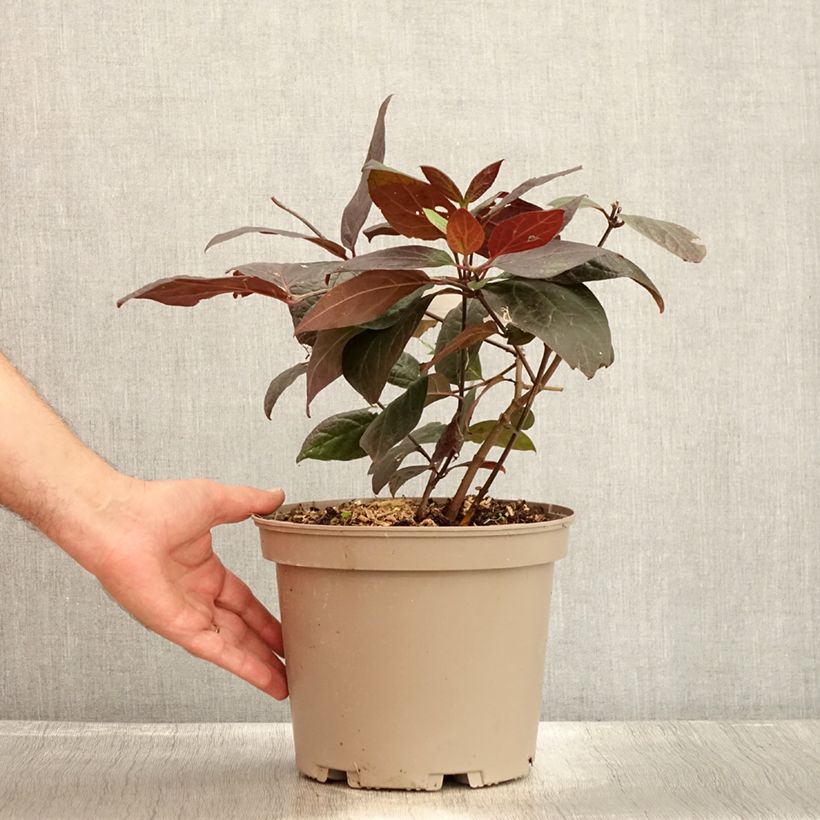 Amostra de Calycanthus floridus Burgundy Spice Vaso de 4 L/5 L tal como entregue no verão
