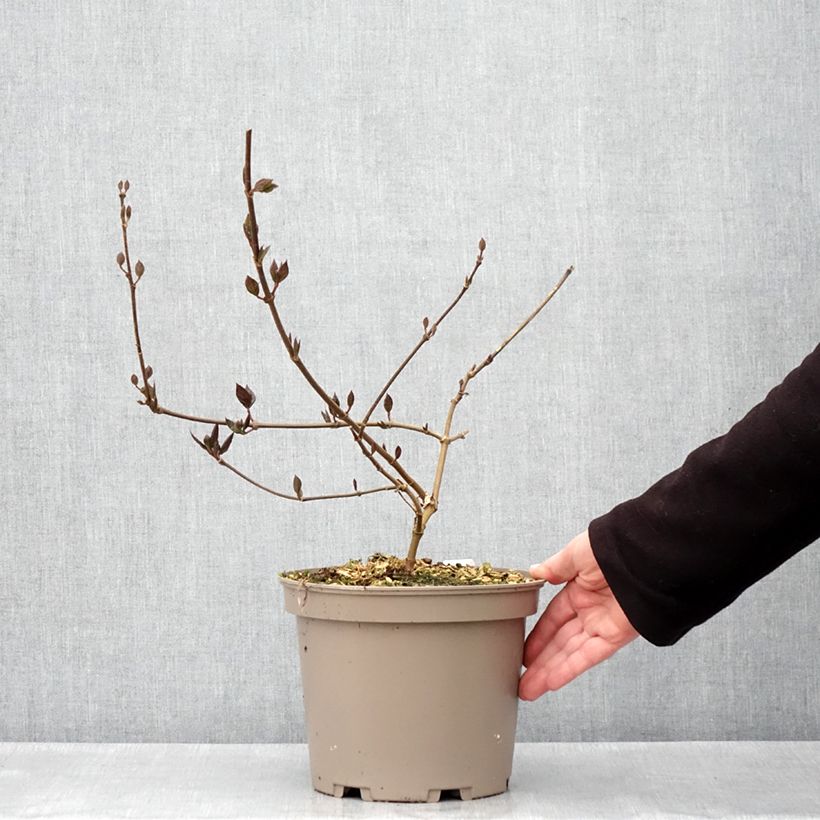 Amostra de Calycanthus floridus Burgundy Spice Vaso de 4 L/5 L tal como entregue na primavera