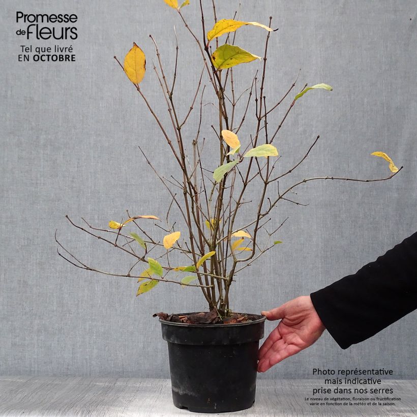 Amostra de Calycanthus floridus Vaso de 4 L/5 L tal como entregue no outono