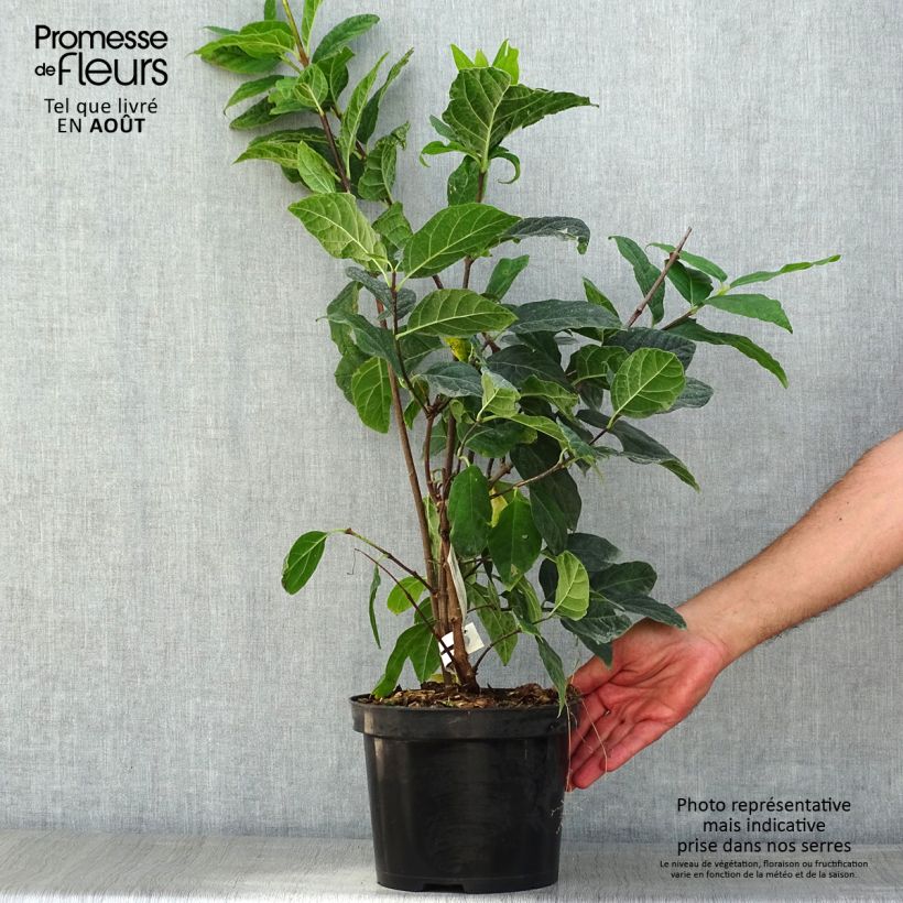 Amostra de Calycanthus floridus Michael Lindsay Vaso de 4 L/5 L tal como entregue no verão