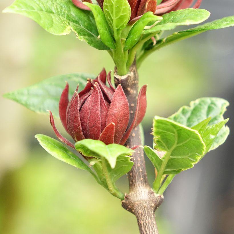 Calycanthus floridus Michael Lindsay (Floração)