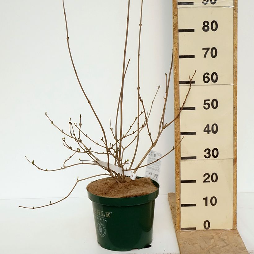 Amostra de Calycanthus Venus Vaso de 7,5 L/10 L tal como entregue na primavera