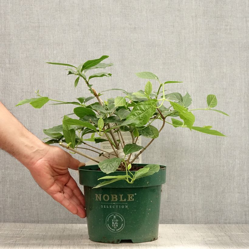 Amostra de Calycanthus Venus Vaso de 3 L/4 L tal como entregue no verão