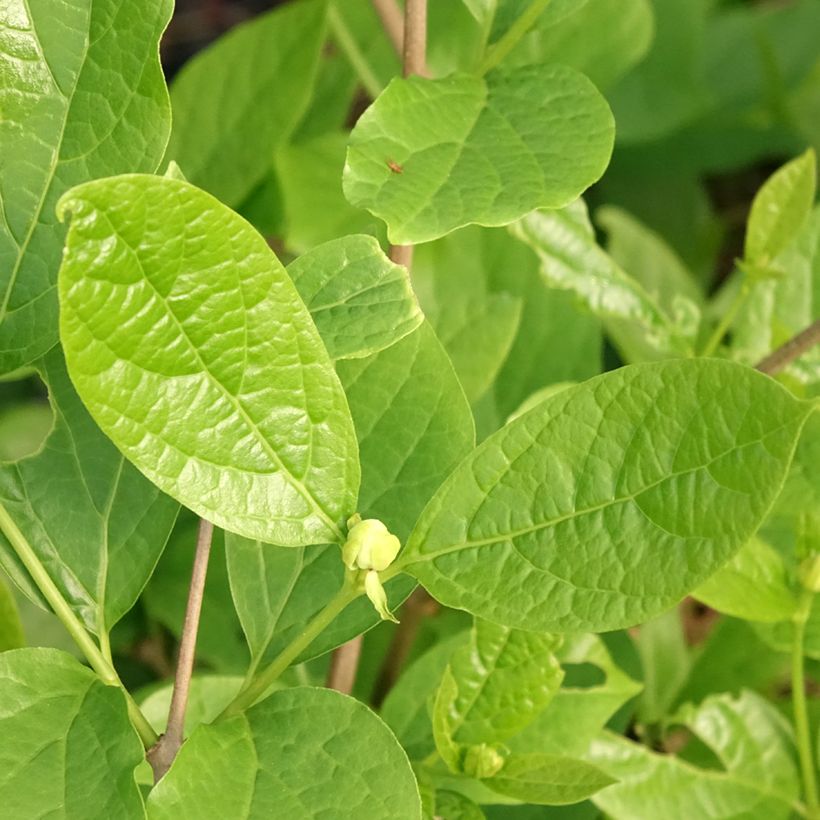 Calycanthus Venus (Folhagem)