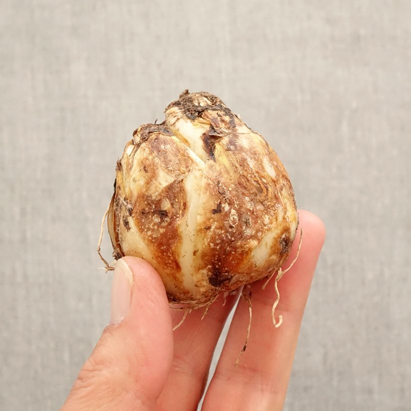 Amostra de Camassia Blue Heaven Bulbe Kaliber/Größe 14+ tal como entregue na primavera